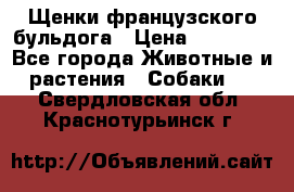 Щенки французского бульдога › Цена ­ 30 000 - Все города Животные и растения » Собаки   . Свердловская обл.,Краснотурьинск г.